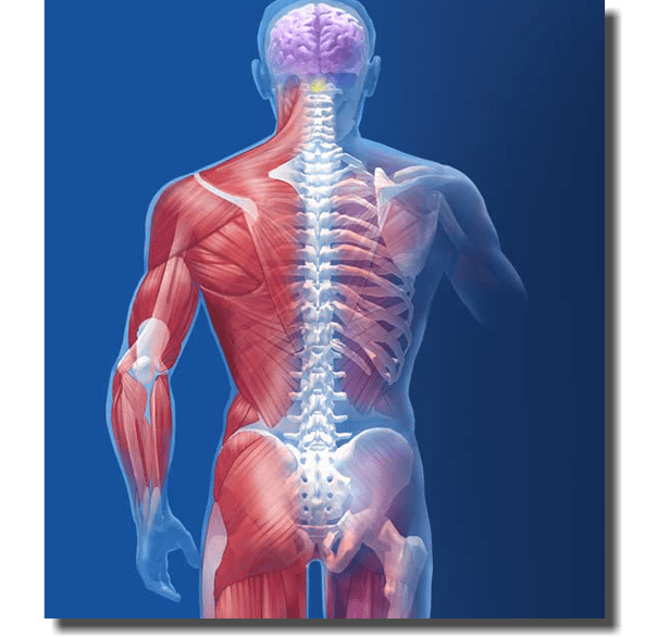 Musculoskeletal Screening Medical Thermography Associates