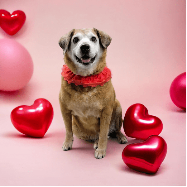 InHome Pet Sitters in Colorado Springs