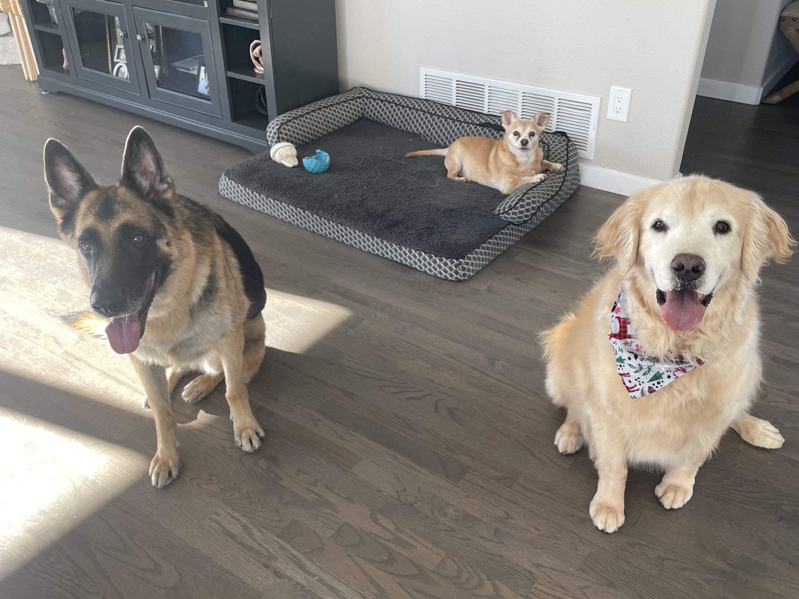 InHome Pet Sitters in Colorado Springs