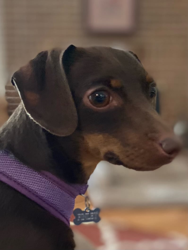 InHome Pet Sitters in Colorado Springs