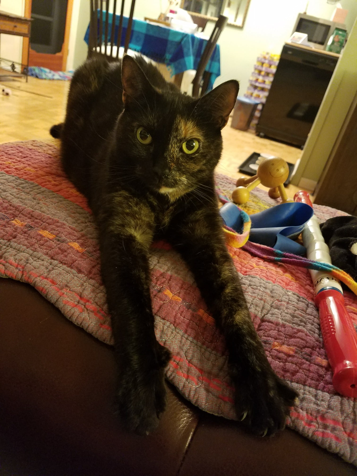 InHome Pet Sitters in Colorado Springs