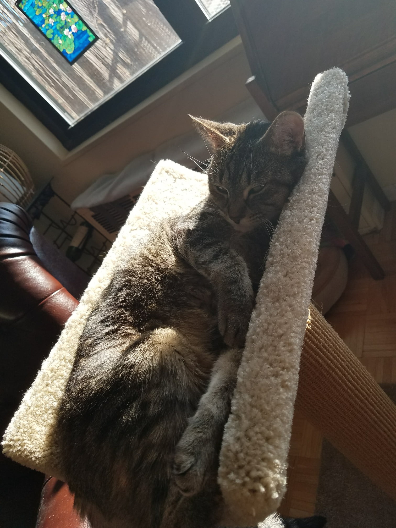 InHome Pet Sitters in Colorado Springs