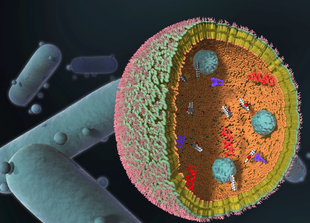 Bacterial membrane vesicles Biogenesis, functions and medical applications