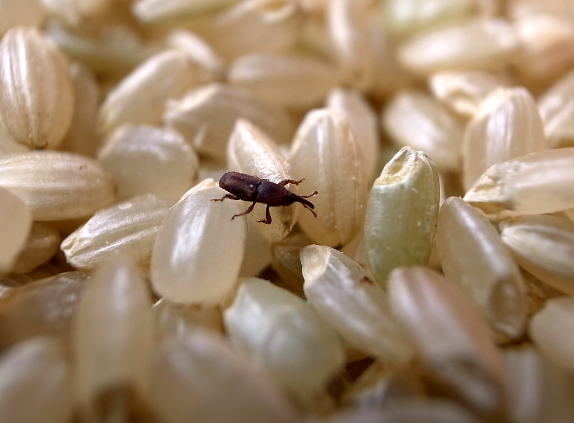 お米に虫が大量発生！食べられる？対処法と虫がわかないための対策 | Tipsland お米に虫がわいてしまった！食べても大丈夫？正しい管理方法を紹介 - ミツモア