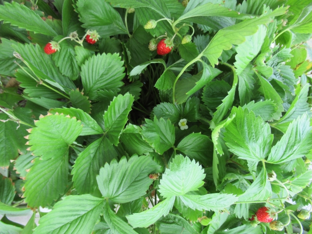 ちいさな翼 -> Event -> いってつ農園 -> パキラ ワイルドストロベリーの育て方！室内での栽培や剪定方法・知っておくべき注意点を解説！ - ミツモア