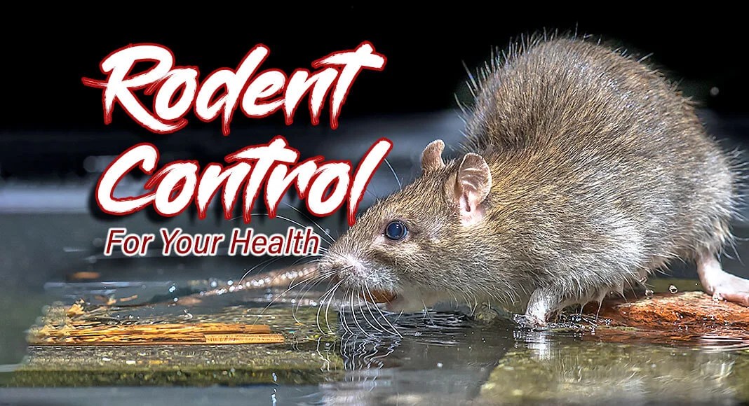 How to Control Wild Rodent Infestations Mega Doctor News