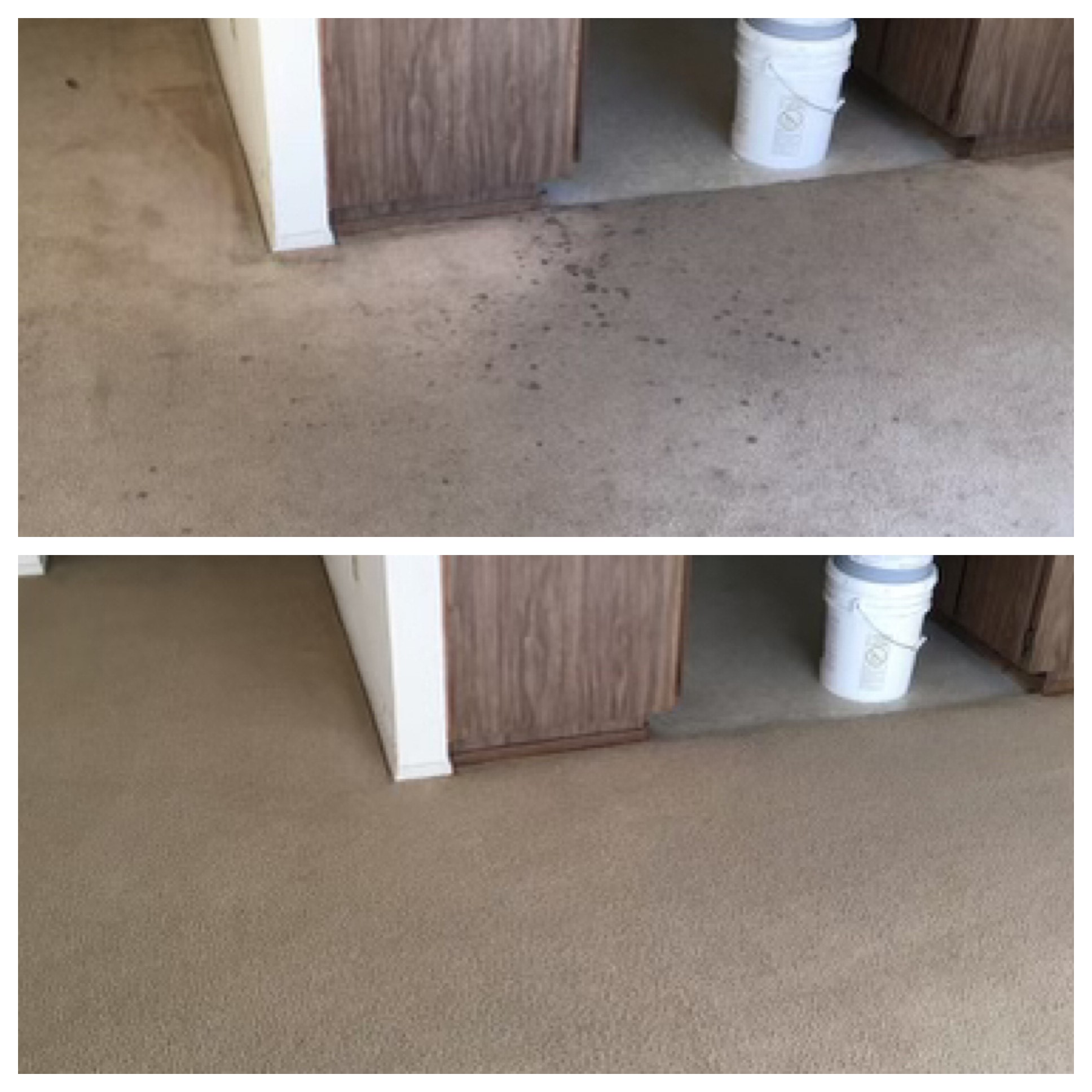 Gallery Megadry Carpet Cleaning