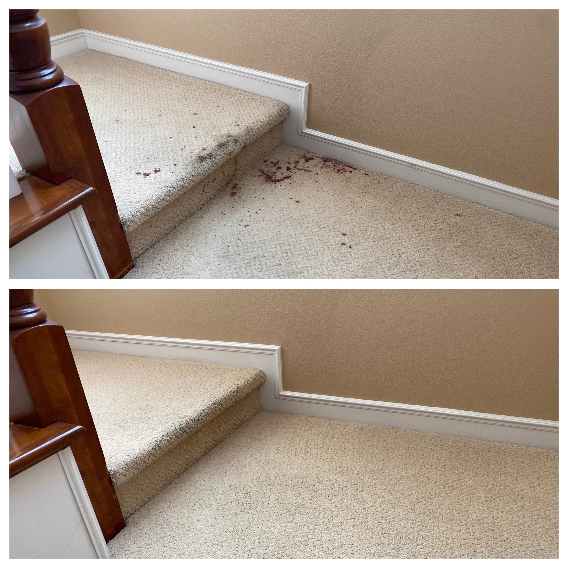 Mega Dry Carpet Cleaning