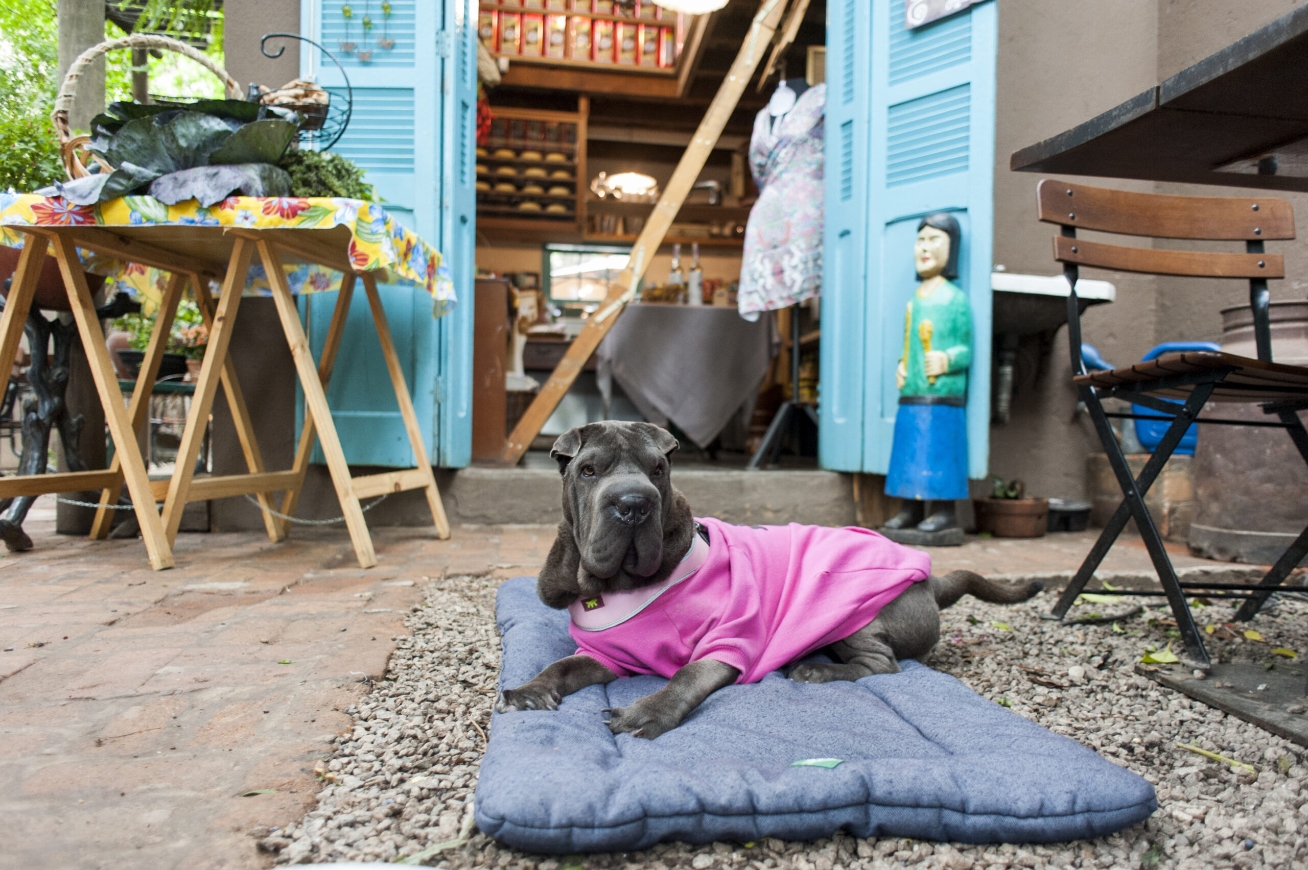 Restaurante pet friendly tudo o que você precisa saber