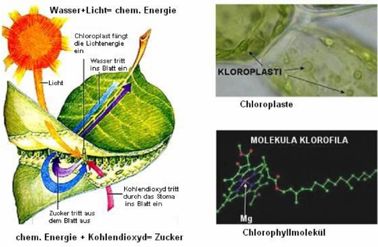 Wie wird die Photosynthese beeinflusst und geregelt? Megagreen