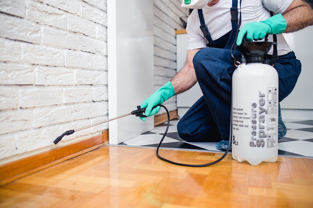 Grow your business when you buy pest control leads. Mega Leads SA