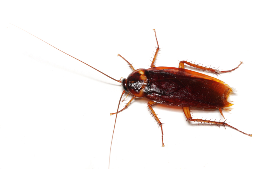 What Causes Cockroaches in a Clean Home? Terminix