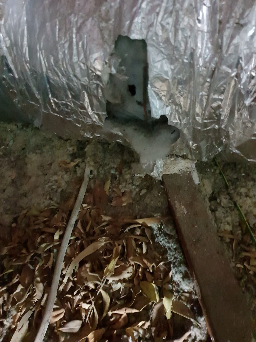 Insulation removal Rats Megatec Insulation