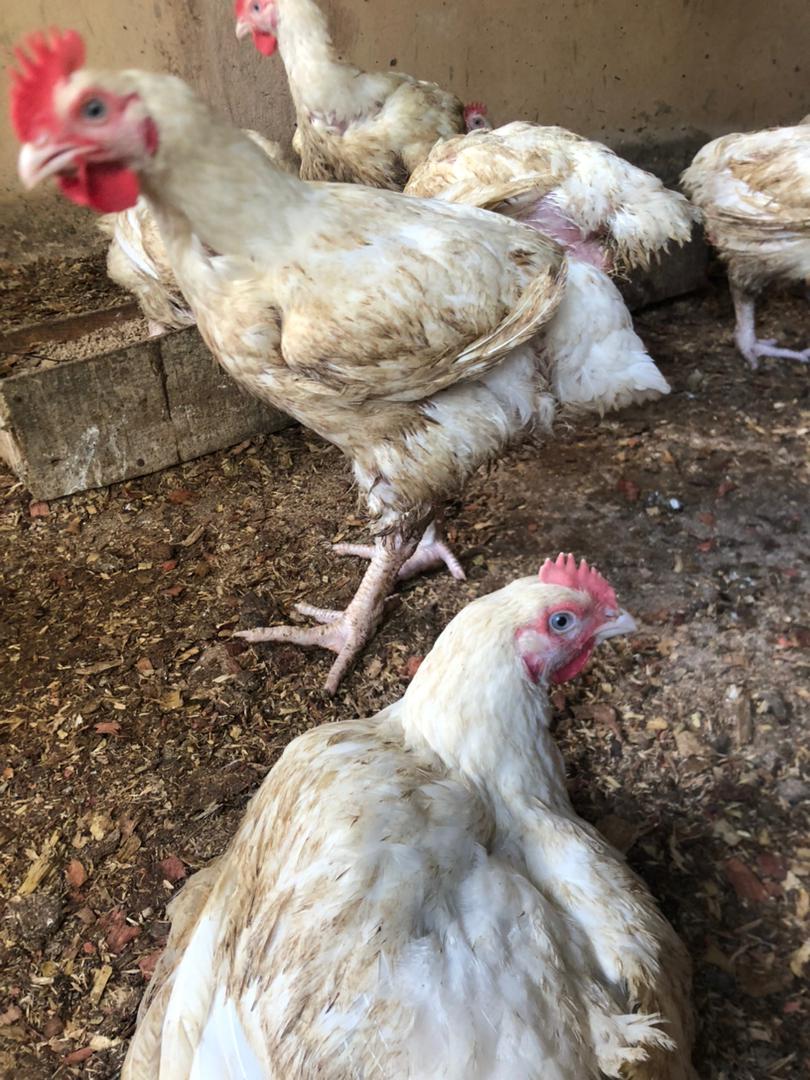 matured healthy live broiler chicken for you