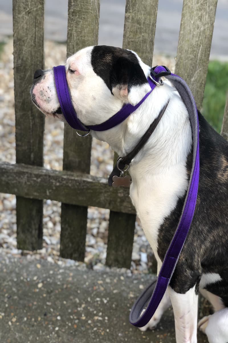 Pets At Home Figure 8 Lead Anna Blog