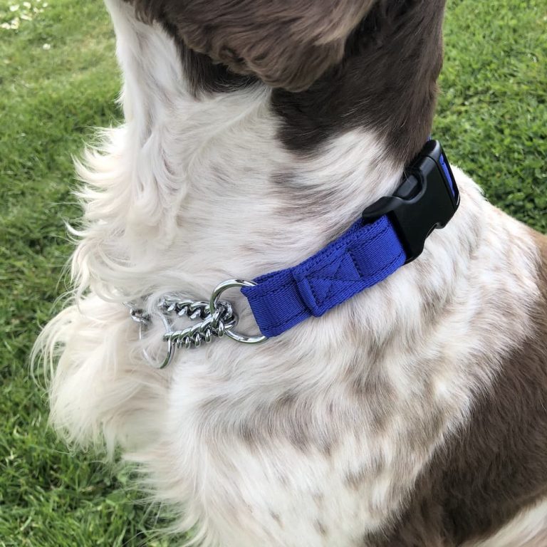 Half Check Dog Collar Nickel or Brass circle chain Meg K9