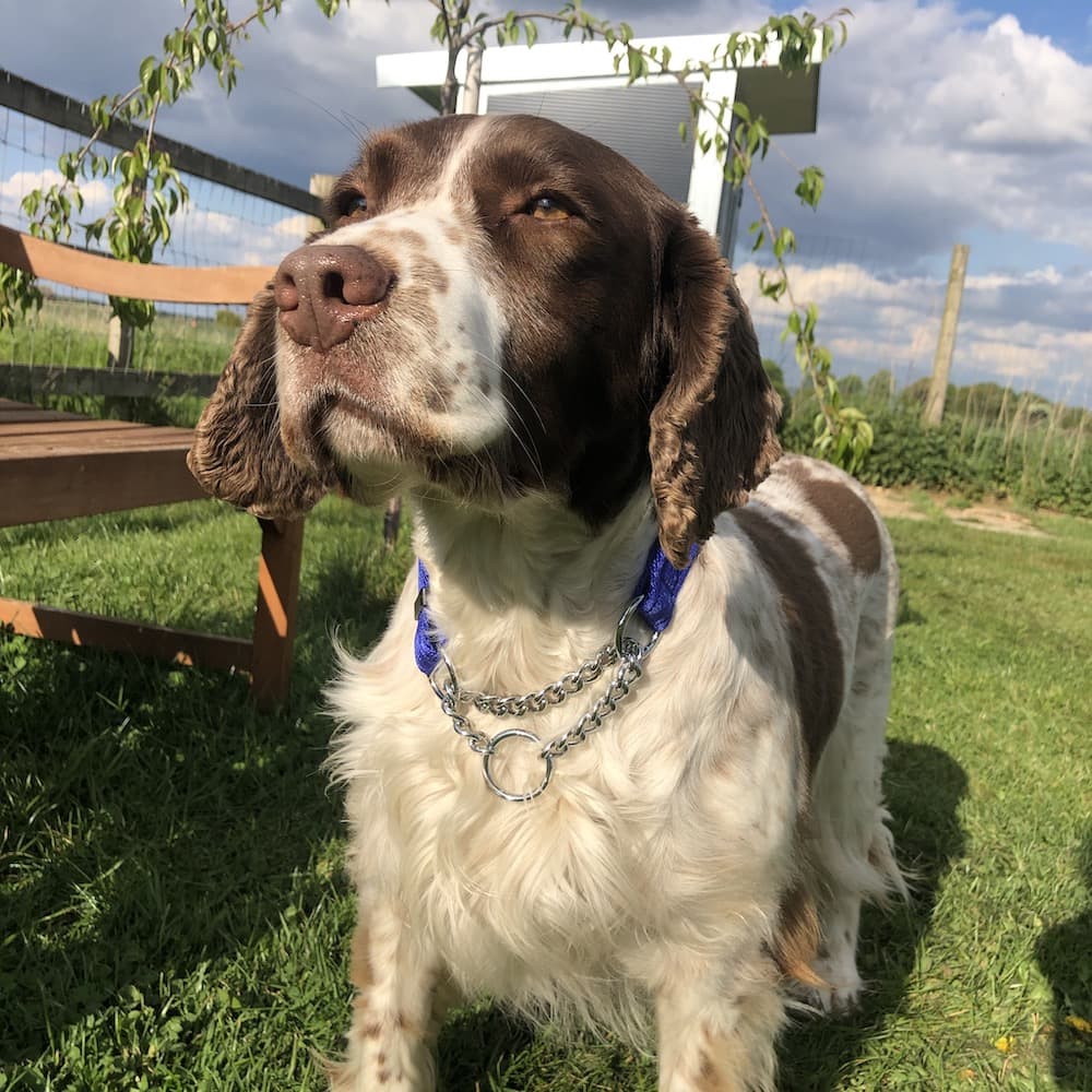 How to measure for and use a half check dog collar Meg K9