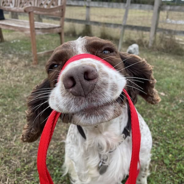 Basic Leads Leads Dogs Figure of 8 Dog Lead Rope Leads with Padded Nose Support Anti Pull Stop