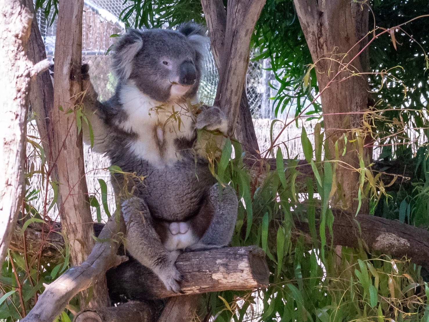 【可愛い動物たちに会おう！】メルボルン動物園♪ megmoblog