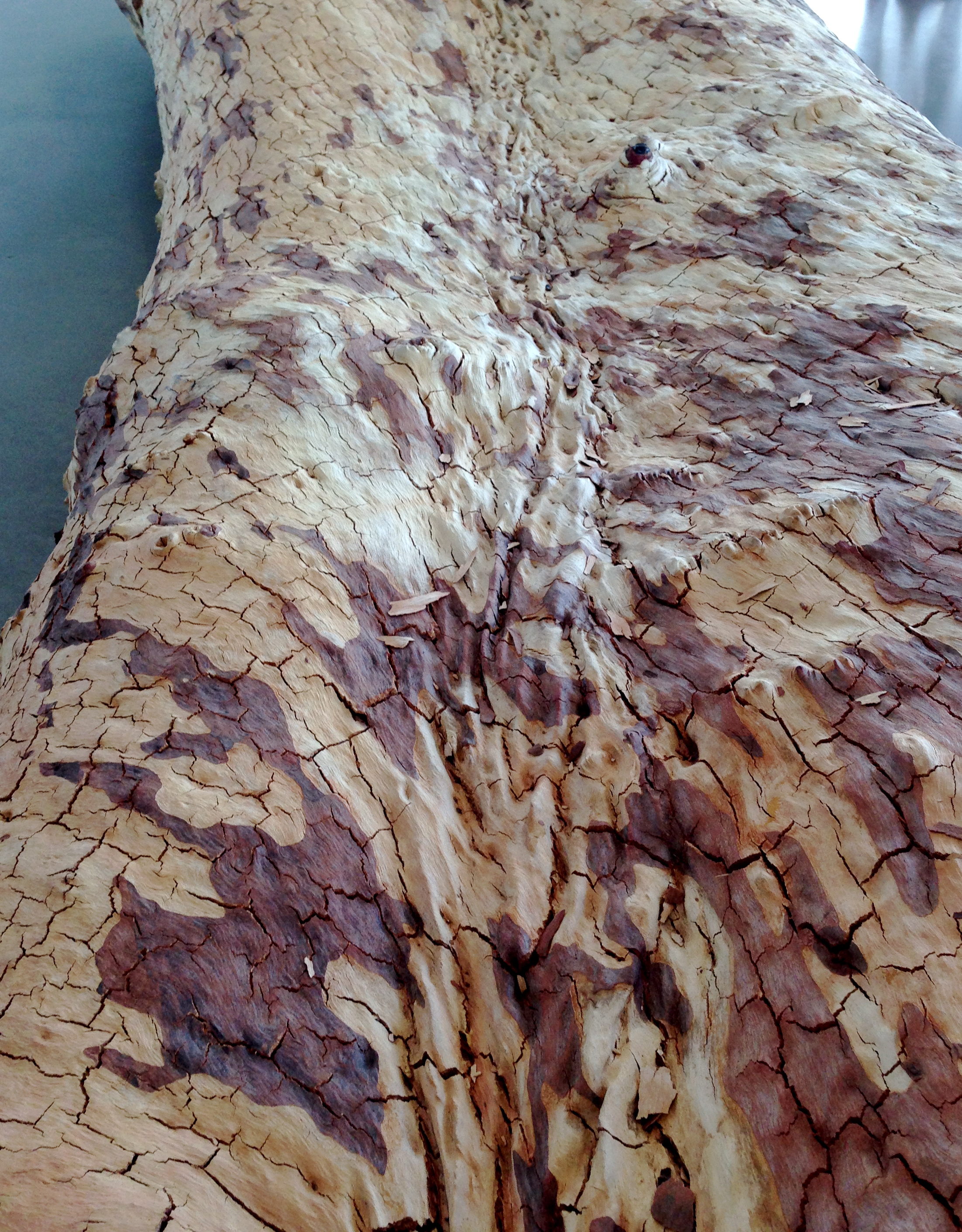 Australia Colours the Tale Story Twigs the Imagination!