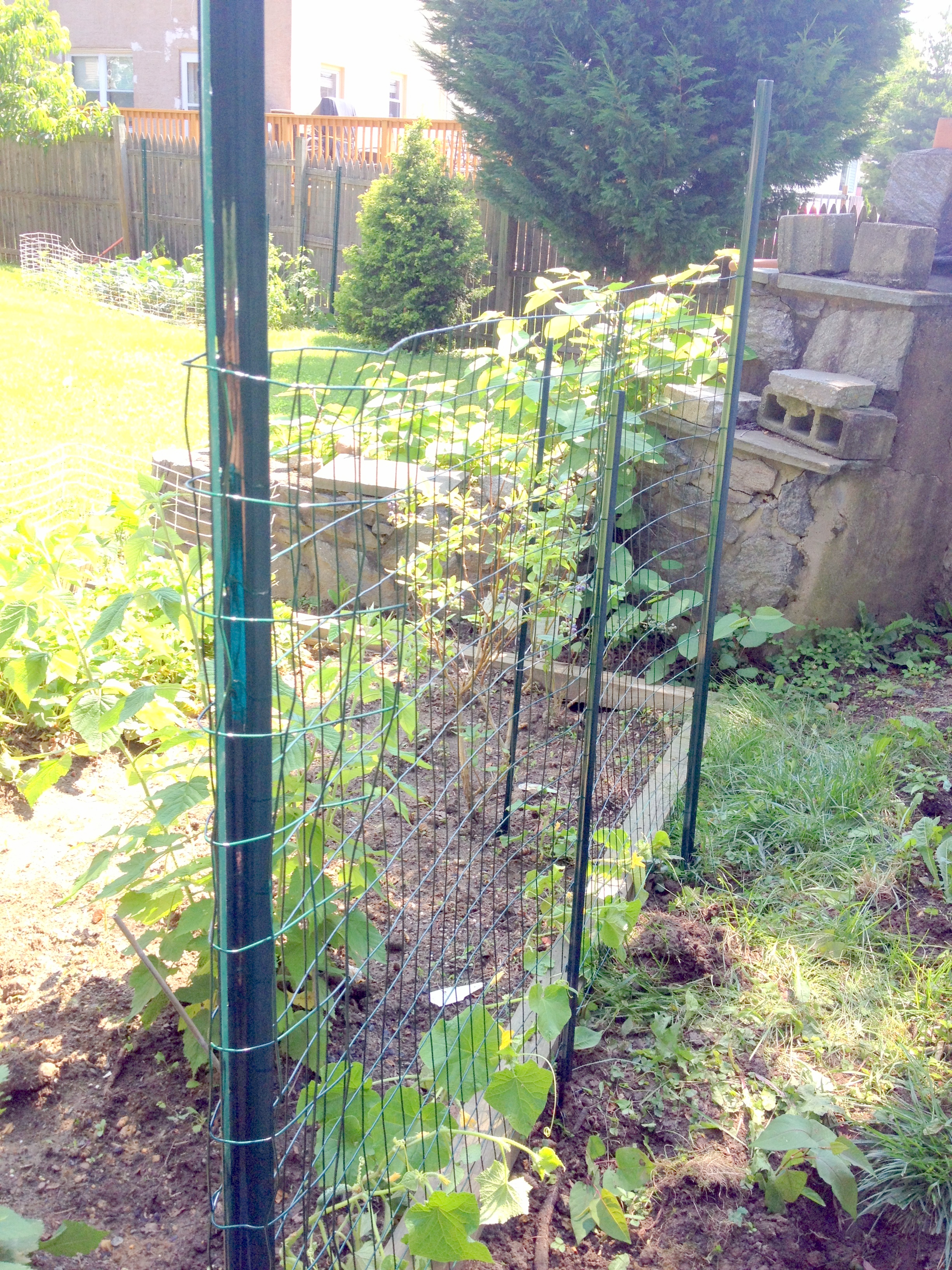 DIYEasy Garden Trellis for Squash and Cucumbers Adventures in Life