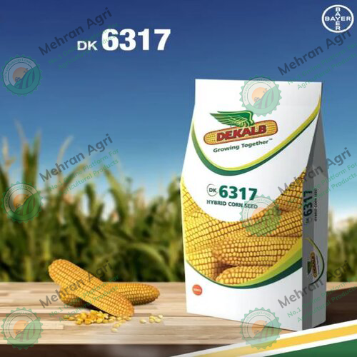 Dk 6317 Hybrid Corn Seed 10kg Mehran Agri