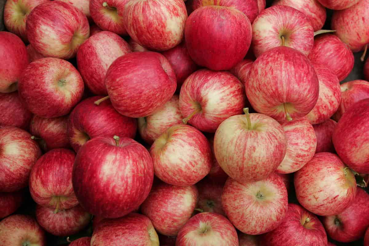 What Is Gala Apple and Its Different Types Mehr Fruits