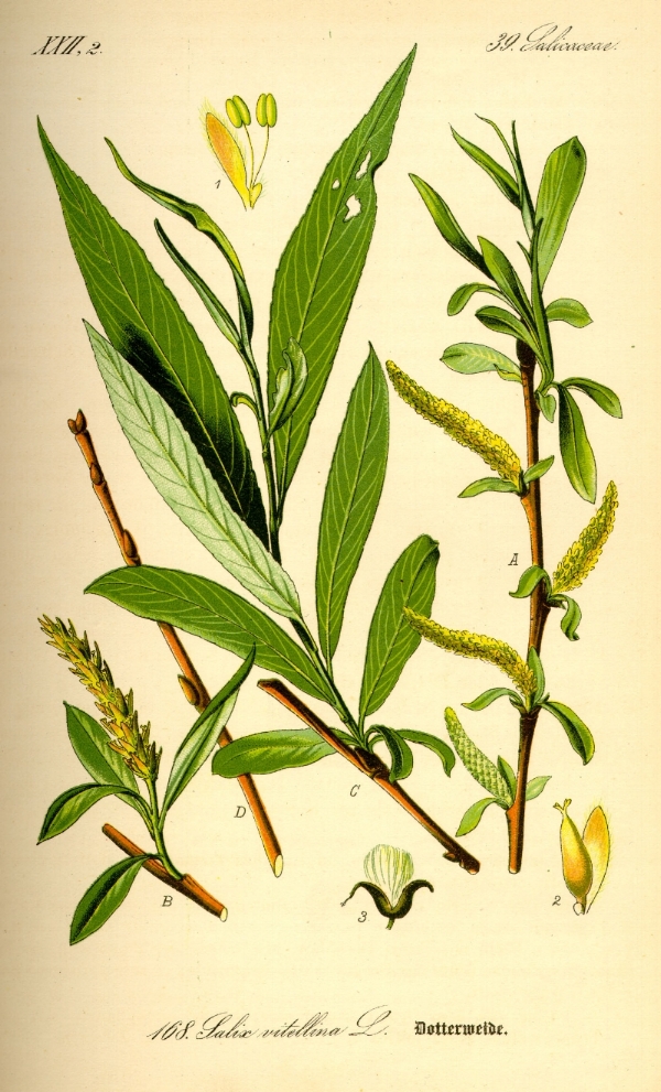 Un ingrediente que purifica, desinflama y rejuvenece