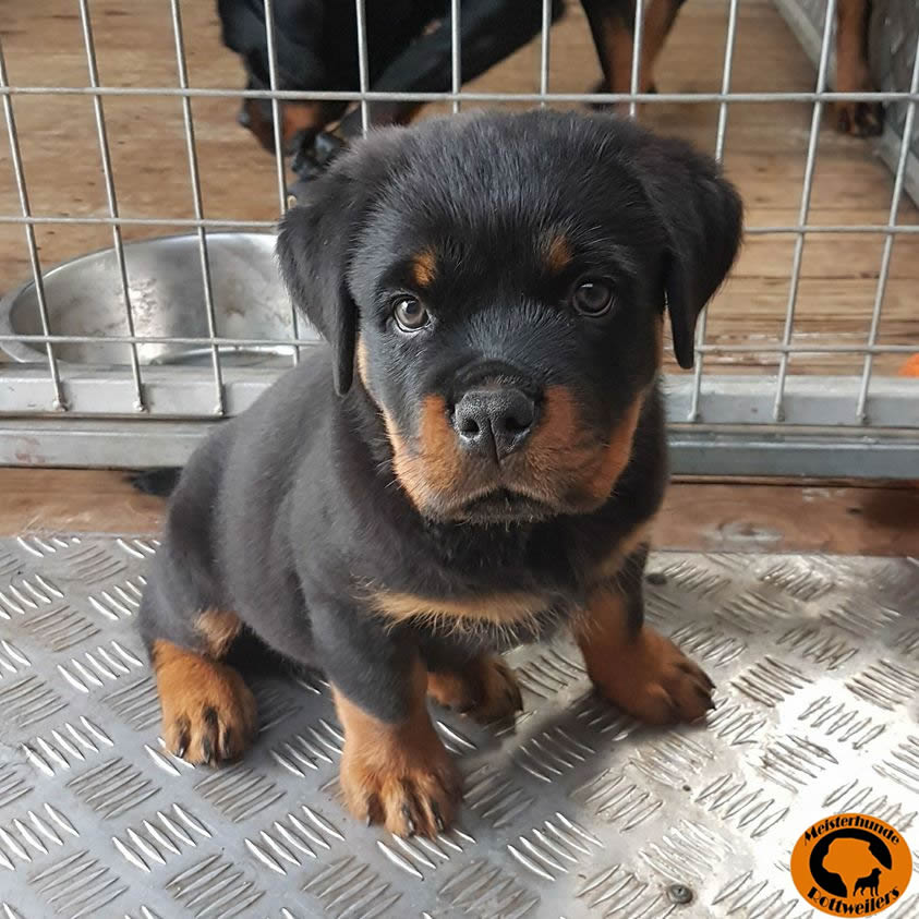 Are Female Rottweilers Bigger Puppies