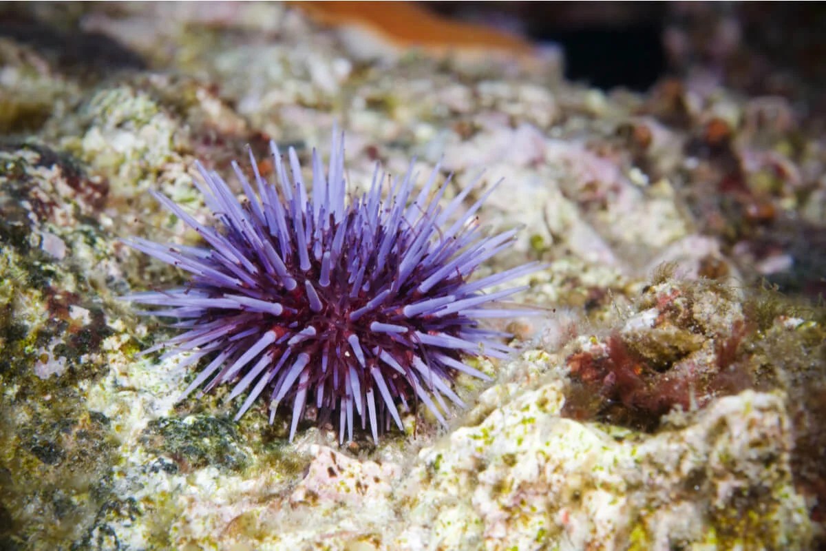 Mordedura o picadura de animales marinos ¿qué debo saber? CMBY Radio
