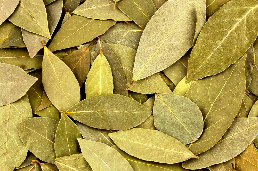 7 propiedades de las hojas de laurel que no conocías — Mejor con Salud