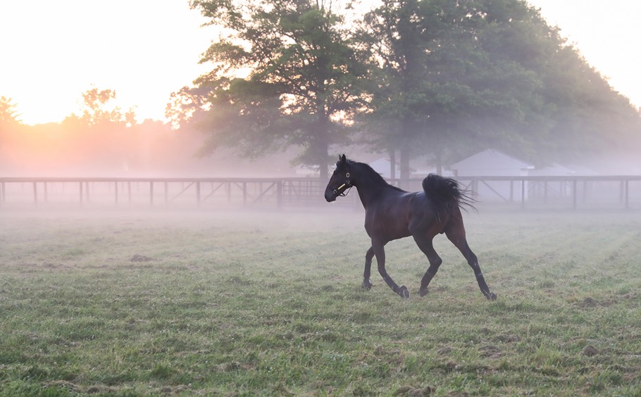 Melander Stable