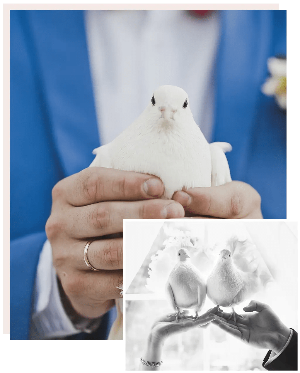 Do We Need Wedding Doves for Our Wedding? Melbourne Entertainment Company