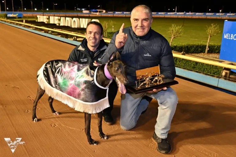 Greyhound code's newest superstar Melbourne Greyhounds