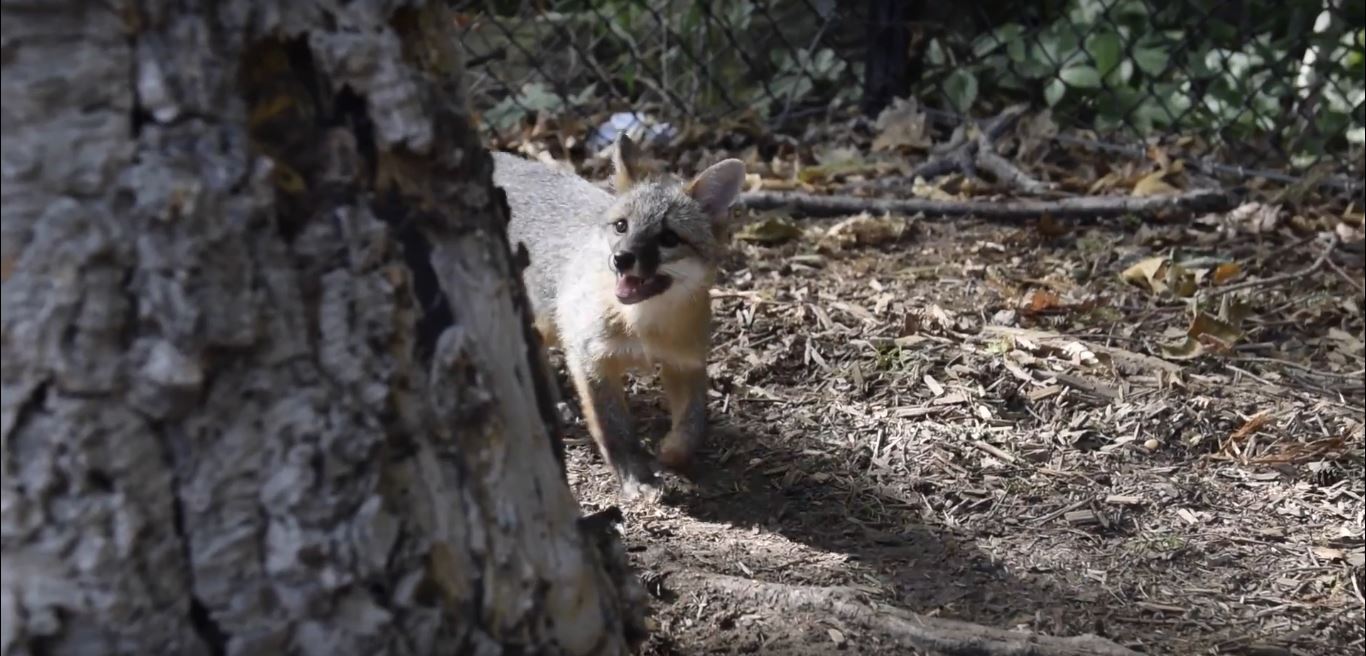 Is a Wild Animal Eating Your Pet's Food?