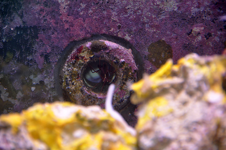 Reef Addicts The breakdown of my 280gallon reef tankThe hammer