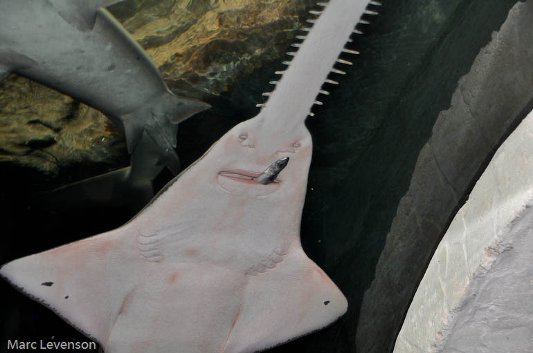 A few pictures from the Dallas World Aquarium Blogs Reef Addicts