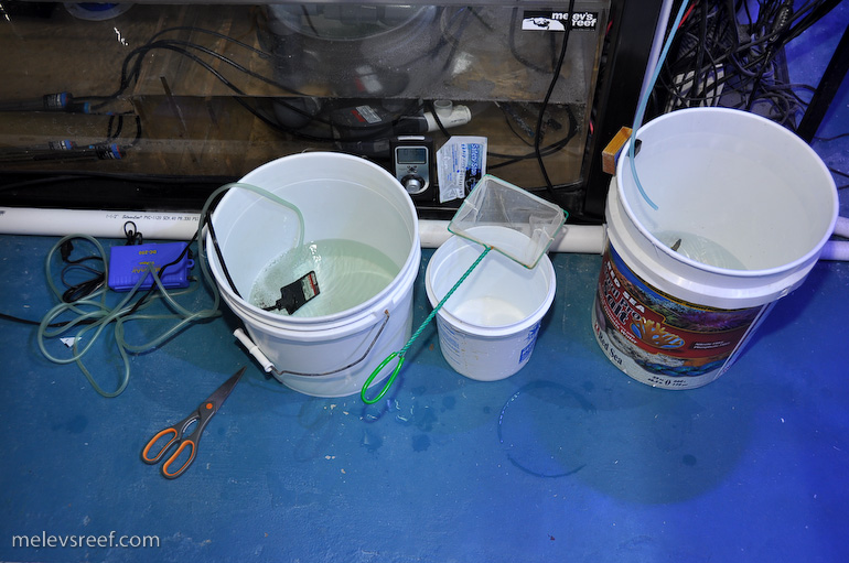 Product Review Safety Stop for Rapid Fish QT Melev's Reef