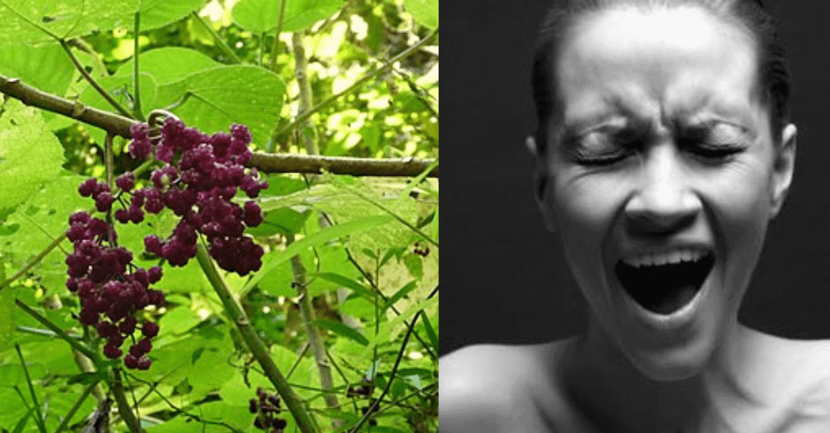 Gympiegympie A planta mais perigosa do mundo que causa dor pior que a