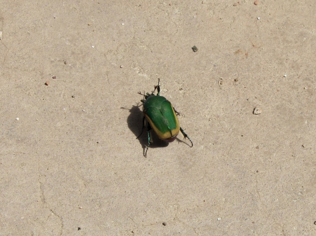 Emerald Green Beetle What I Saw