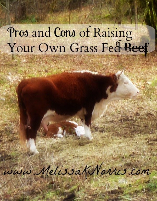 How Much Does It Cost To Raise A Beef Cow Beef Poster