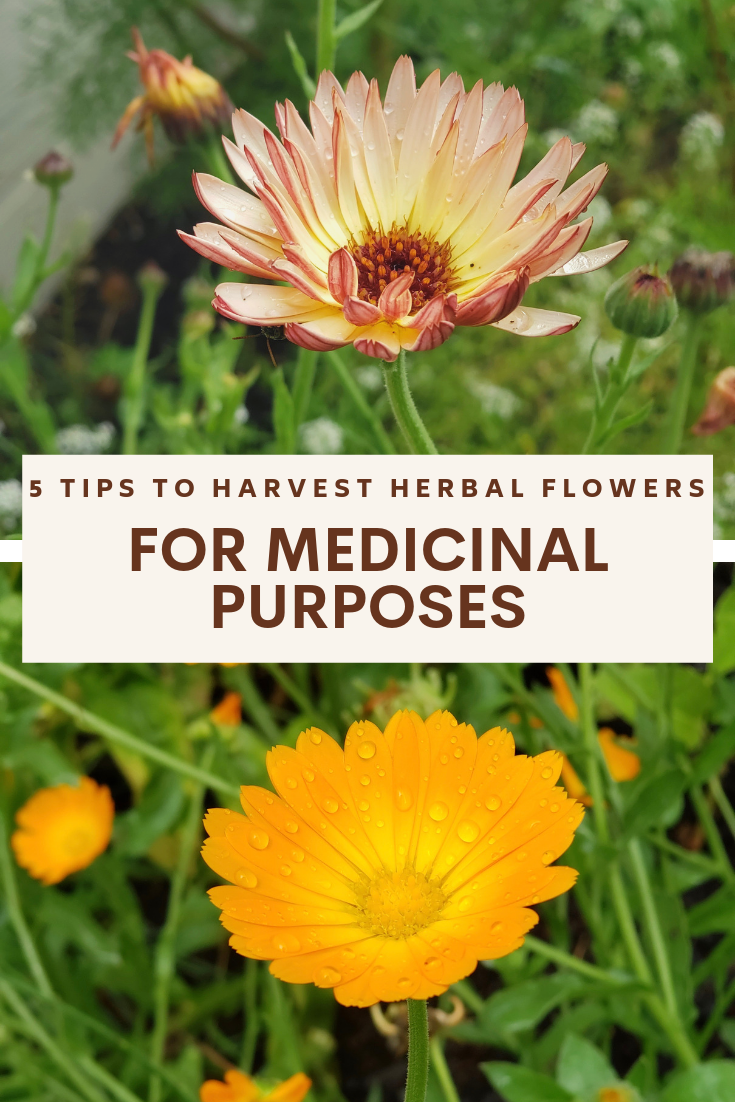 How to Harvest Herbs for Medicinal Purposes Melissa K. Norris