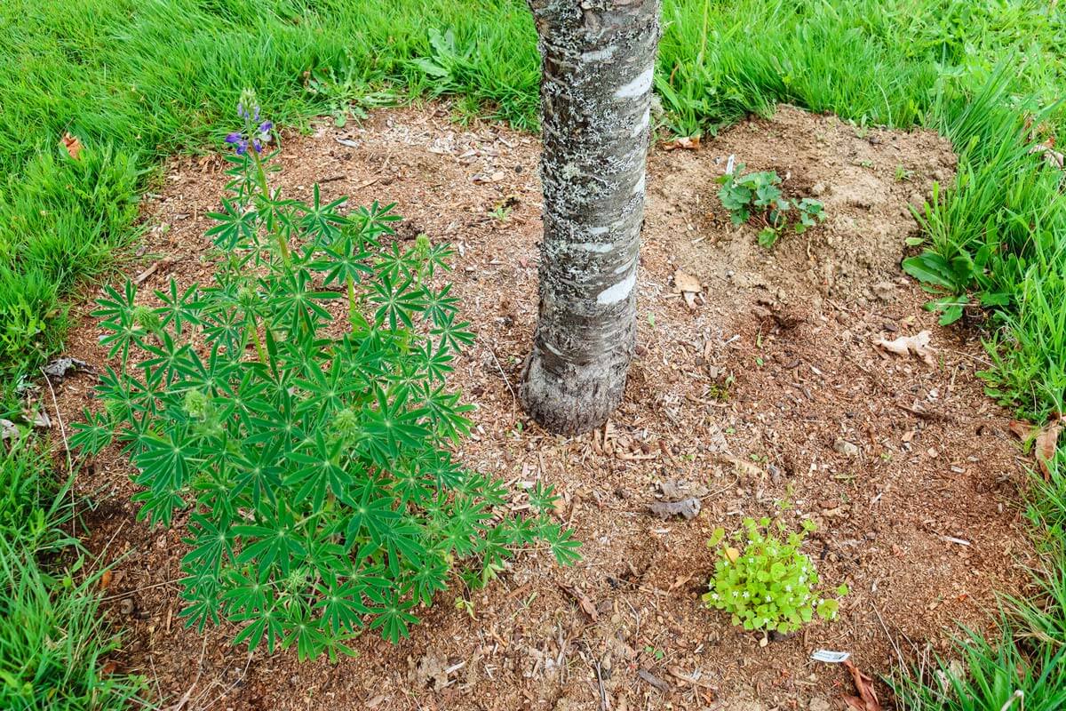 Planting a Fruit Tree Guild Melissa K. Norris