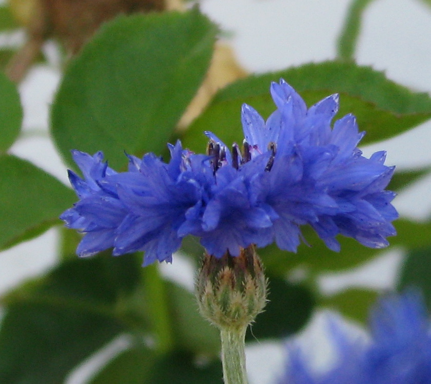 Cornflower Here in the Bonny Glen