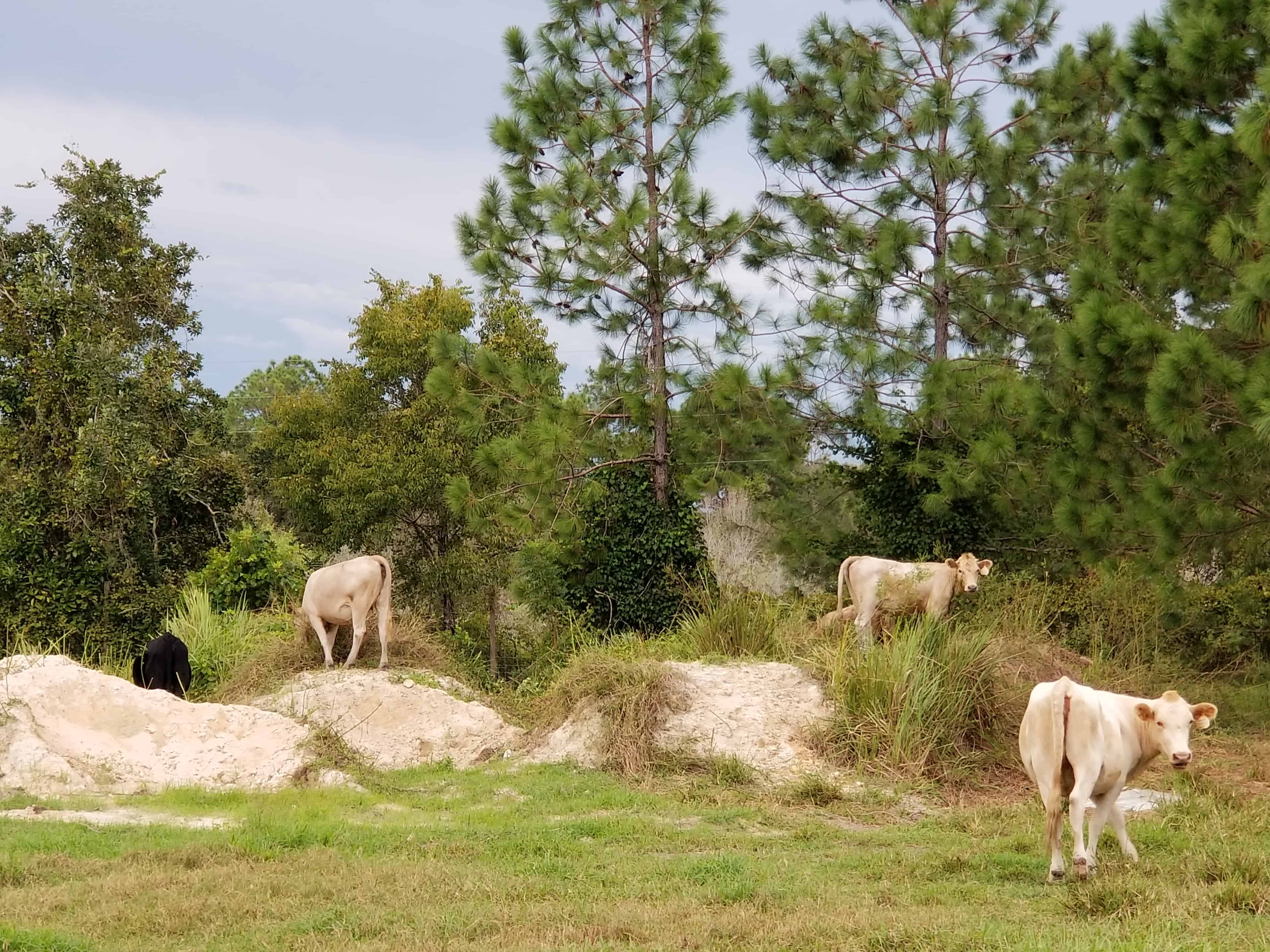 Mello Ranch Teen Girls come to be fed by the public.
