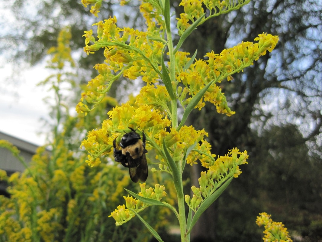 Solidago sempervirens | Mellow Marsh Farm