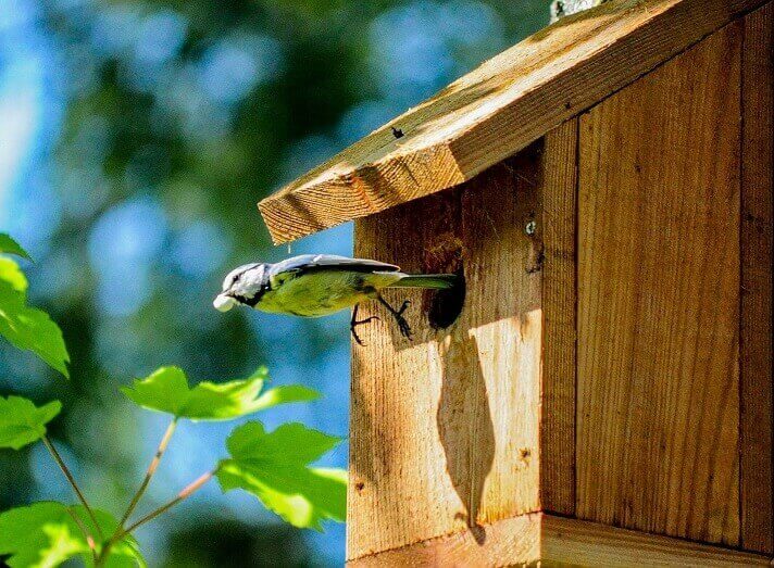 10 Highschool Woodworking Projects Ideal for Students