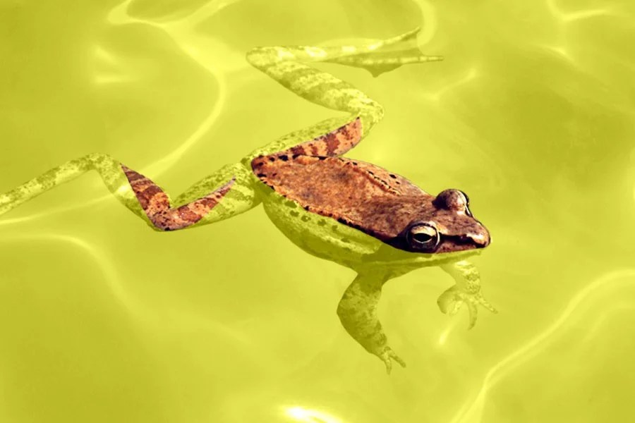 The Frog That Can Hold Its Pee for Eight Months