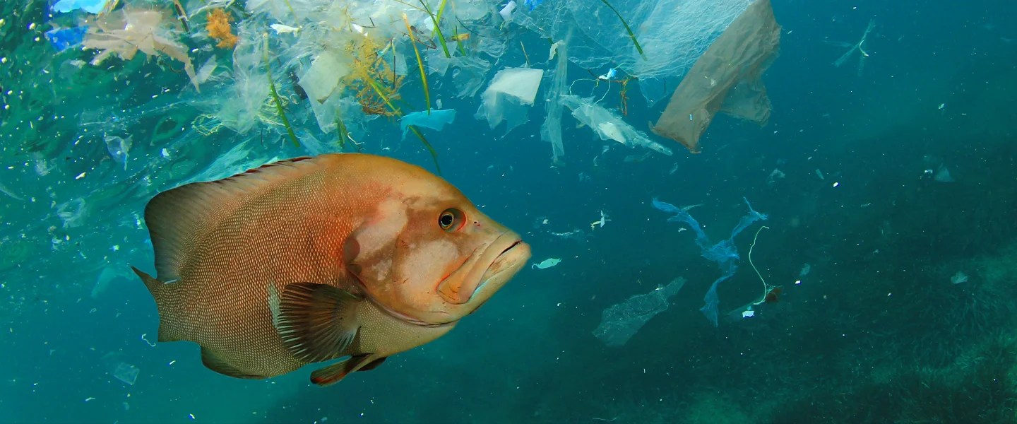 What Are Microplastics, and Why Are They in My Sushi?