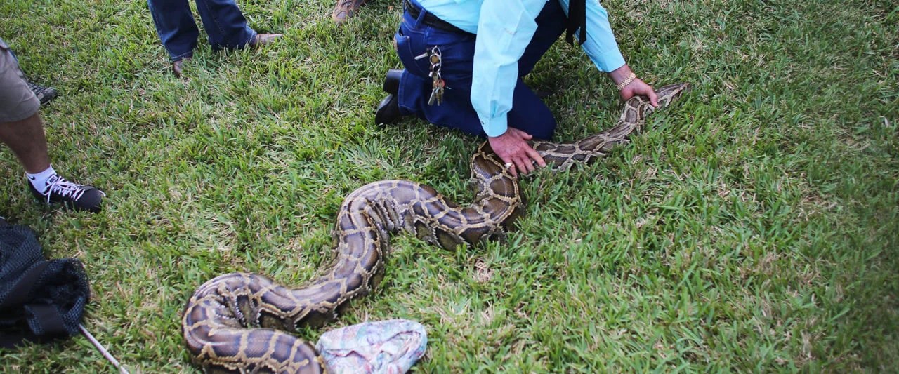Stalking Killer Pythons With Florida’s Bounty Snake Hunters